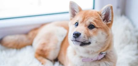 반려동물 동반 가능